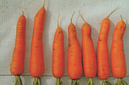 Effet de la structure du sol sur la forme des carottes